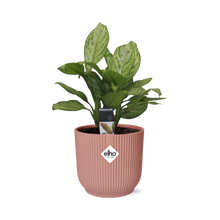 Kamerplant - Aglaonema Christina - Pot Ø 14cm