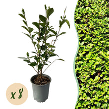 Buitenplant 8x Ligustrum ovalifolium - Groenblijvend - Pot Ø 9cm Hoogte ↕ 35-40cm