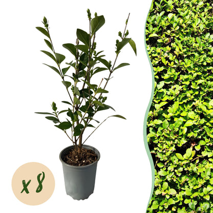 Buitenplant 8x Ligustrum ovalifolium - Groenblijvend - Pot Ø 9cm Hoogte ↕ 35-40cm