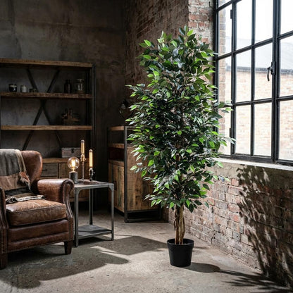 XL Kunstplant - Ficus Benjamina - Hoogte ↕ 180cm