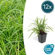 Buitenplant 12x Carex morrowii 'Irish Green' - Pot Ø 9cm Hoogte ↕ 10-25cm