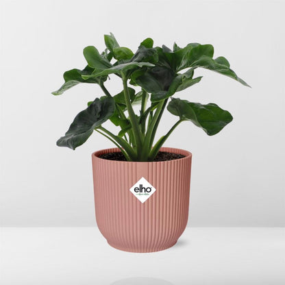 Kamerplant - Philodendron Atom - Pot Ø 14cm