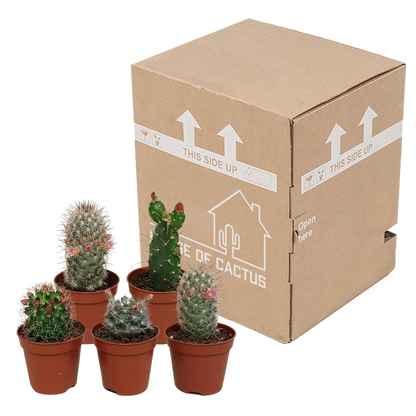 Kamerplant 5x Cactus Mix - Bloeiend - Pot Ø 5.5cm