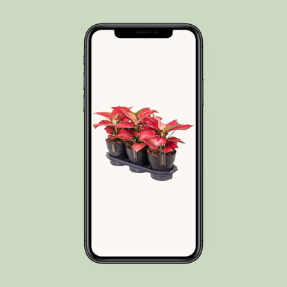 Kamerplant - Aglaonema Red Joy - Pot Ø 19cm Hoogte ↕ 40cm