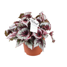 Kamerplant - Begonia Beleaf Evening Glow - Pot Ø 17cm Hoogte ↕ 33cm