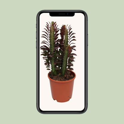 Kamerplant - Euphorbia Trigona Rubra - Pot Ø 12cm Hoogte ↕ 40cm