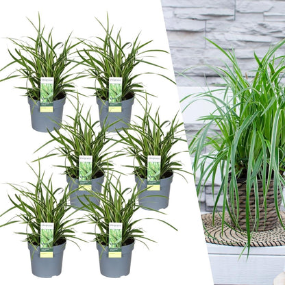 Buitenplant 6x Carex morrowi 'Ice Dance' - Pot Ø 14cm Hoogte ↕ 25cm
