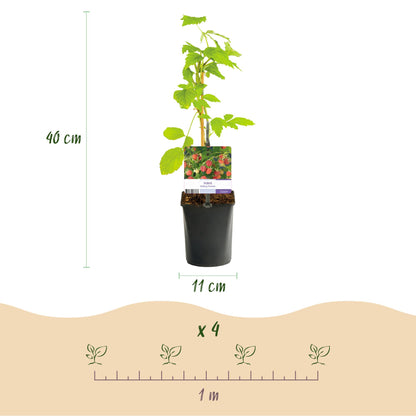 Buitenplant 2x Rubus Mailing Promise - Framboos Rode Vrucht - Pot Ø 11cm Hoogte ↕ 40cm