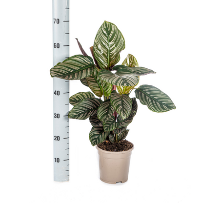 Kamerplant - Calathea Ornata Sanderiana - Pot Ø 17cm Hoogte ↕ 40-50cm