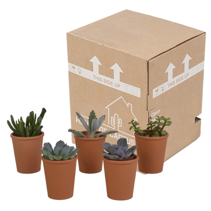 Kamerplant 5x Vetplanten mix - in terracotta pot - Pot Ø 5.5cm