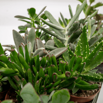 Kamerplant 12x Succulenten Mix - Pot Ø 10,5cm Hoogte ↕ 12cm