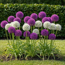 Buitenplant 15x Allium Purple White Mix - Bloeiend - Bolmaat 10/12