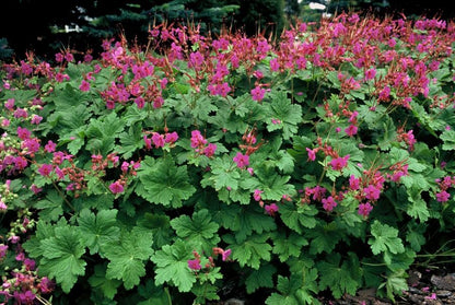Buitenplant 6x Geranium macr. 'Czakor' - Bloeiend - Pot Ø 9cm Hoogte ↕ 10-25cm