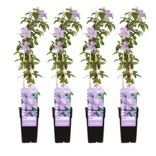 Buitenplant 4x Clematis Justa - Bloeiend - Pot Ø 15cm Hoogte ↕ 65cm