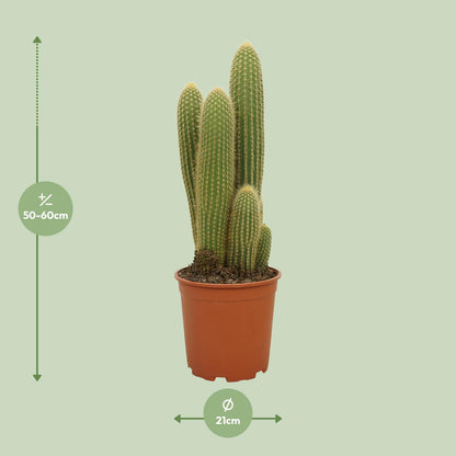 Kamerplant - Vatricania Guentheri - Pot Ø 21cm Hoogte ↕ 55cm