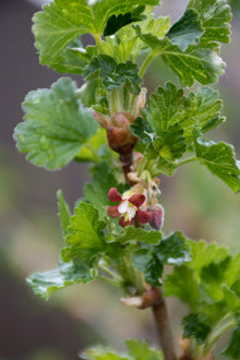 Buitenplant 2x Ribes 'Lady Sun' - Bloeiend - Pot Ø 13cm Hoogte ↕ 45cm