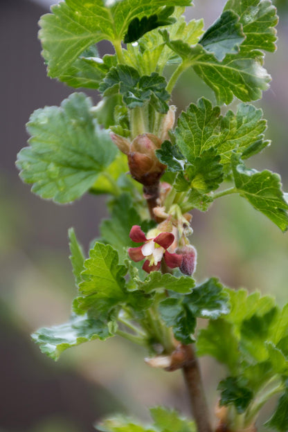 Buitenplant 2x Ribes 'Lady Sun' - Bloeiend - Pot Ø 13cm Hoogte ↕ 45cm