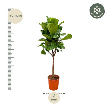 XL Kamerplant - Ficus Lyrata Boom - Pot Ø 30cm Hoogte ↕ 180cm