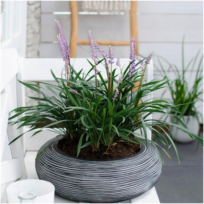Buitenplant 6x Liriope muscari 'Ingwersen' - Pot Ø 14cm Hoogte ↕ 25cm