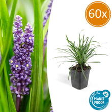 Buitenplant 60x Liriope muscari 'Big Blue' - Pot Ø 9cm Hoogte ↕ 10-25cm