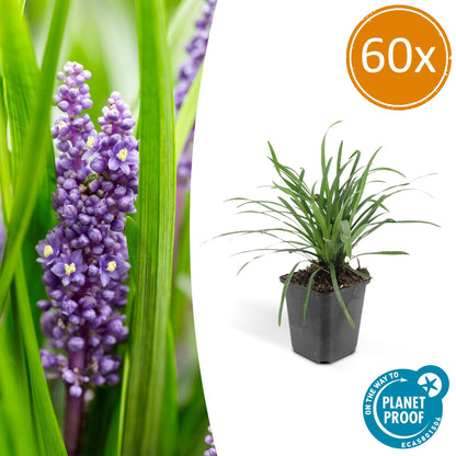 Buitenplant 60x Liriope muscari 'Big Blue' - Pot Ø 9cm Hoogte ↕ 10-25cm