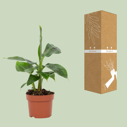 Kamerplant - Musa Tropicana - Pot Ø 12cm Hoogte ↕ 27cm