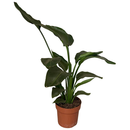 Kamerplant - Strelitzia Nicolai - Hoogte ↕ 35-250cm