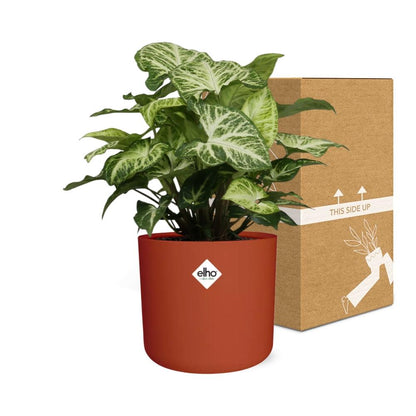Kamerplant - Syngonium Arrow - Pot Ø 14cm