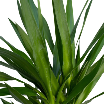 Kamerplant - Yucca Elephantipes - Pot Ø 21cm Hoogte ↕ 100cm