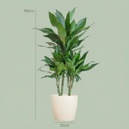 Kamerplant - Dracaena Janet Lind - Met witte pot - Pot Ø 21cm Hoogte ↕ 95cm