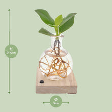 Kamerplant - Clusia - Pot Ø 5cm Hoogte ↕ 10cm