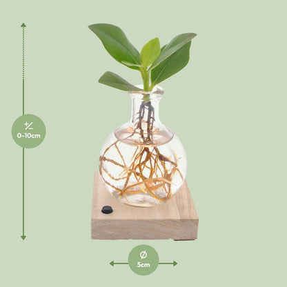 Kamerplant - Clusia - Pot Ø 5cm Hoogte ↕ 10cm