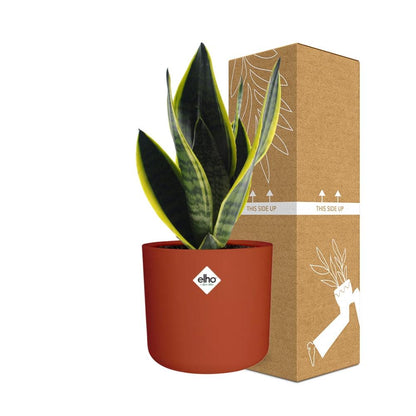 Kamerplant - Sansevieria Futura Superba - Pot Ø 14cm