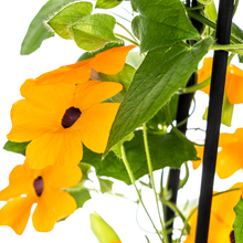 Buitenplant 4x Thunbergia Alata Sunny Susy New Orange - Bloeiend - Pot Ø 13cm Hoogte ↕ 60cm