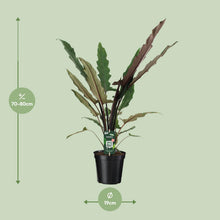 Kamerplant - Alocasia Lauterbachiana - Pot Ø 19cm Hoogte ↕ 80cm