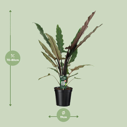 Kamerplant - Alocasia Lauterbachiana - Pot Ø 19cm Hoogte ↕ 80cm
