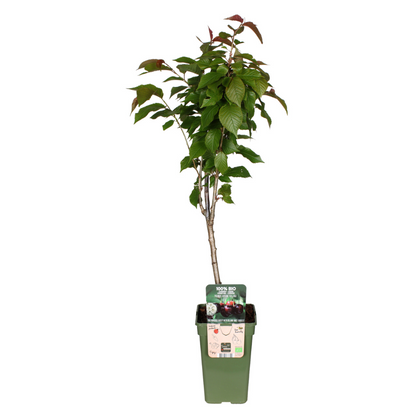 Buitenplant - Prunus Avium 'Regina' - Kers - Pot Ø 19cm Hoogte ↕ 60cm