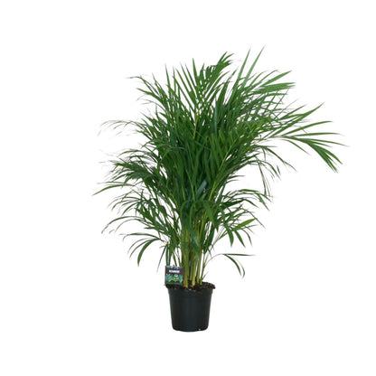 Kamerplant - Dypsis Lutescens - Luchtzuiverend - Pot Ø 19cm Hoogte ↕ 100cm
