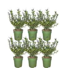 Buitenplant 6x Ilex crenata 'Jenny'® - Winterhard - Pot Ø cm Hoogte ↕ cm