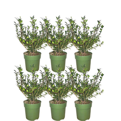 Buitenplant 6x Ilex crenata 'Jenny'® - Winterhard - Pot Ø cm Hoogte ↕ cm