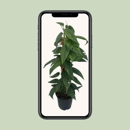 Kamerplant - Epipremnum Cebu Blue - Mosstok - Pot Ø 15cm Hoogte ↕ 60cm