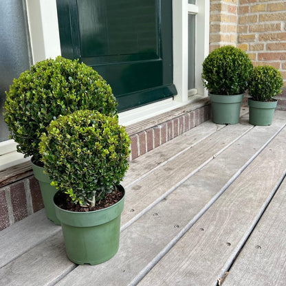 Buitenplant 2x Ilex crenata 'Jenny' Bol XL - Pot Ø 25cm