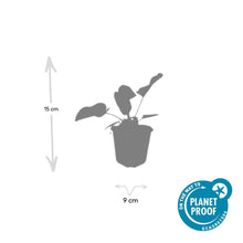 Buitenplant 6x Phlomis russeliana - Pot Ø 9cm Hoogte ↕ 10-25cm