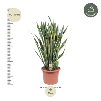 Kamerplant - Sansevieria Laurentii - Pot Ø 35cm Hoogte ↕ 100cm