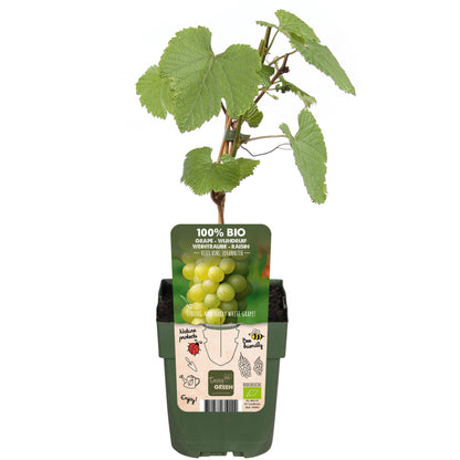 Buitenplant - Vitis vinifera 'Johanniter' - Witte druif - Pot Ø 13cm Hoogte ↕ 45cm