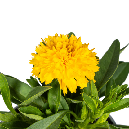 Buitenplant 8x Coreopsis Grandiflora - Bloeiend - Pot Ø 13cm Hoogte ↕ 25-35cm