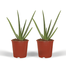 Kamerplant 2x Aloe Vera - Succulent - Pot Ø 12cm Hoogte ↕ 40cm