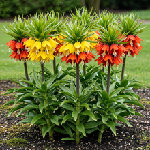 Buitenplant 3x Fritillaria Imperialis Mix - Bloembollen Geel en Oranje - Bolmaat 18/20