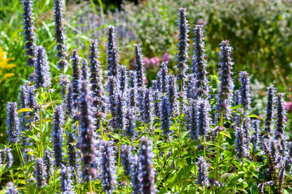 Buitenplant 24x Agastache 'Black Adder' - Bloeiend - Pot Ø 9cm Hoogte ↕ 10-25cm