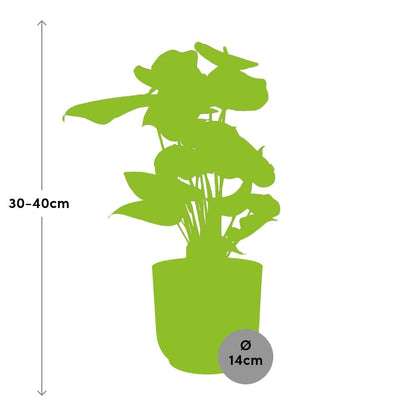 Kamerplant - Anthurium Red - Pot Ø 14cm Hoogte ↕ 12cm